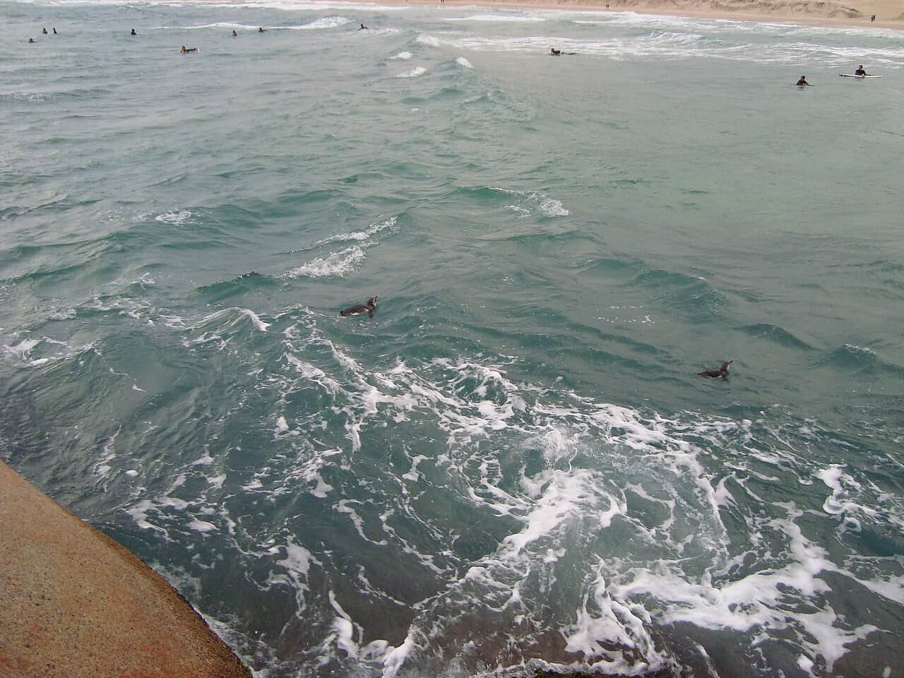 Praia da Joaquina, foto 3
